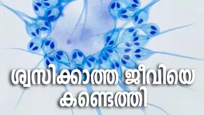 ശ്വസിക്കാത്ത ജീവിയെ കണ്ടെത്തി 