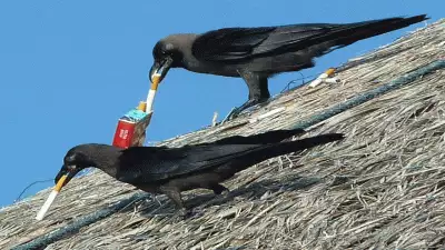 സിഗരറ്റ് കുറ്റി പെറുക്കാന്‍ കാക്കകളെ നിയമിച്ച് സ്വീഡന്‍; ഓരോ കുറ്റിക്കും പ്രതിഫലം നല്‍കും