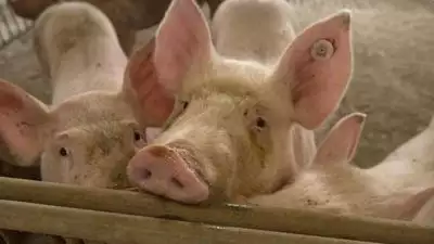 ആഫ്രിക്കന്‍ പന്നിപ്പനി; ഫാമുകളുടെ ഒരു കിലോമീറ്റര്‍ ചുറ്റളവിലുള്ള മുഴുവന്‍ പന്നികളെയും കൊന്നൊടുക്കും