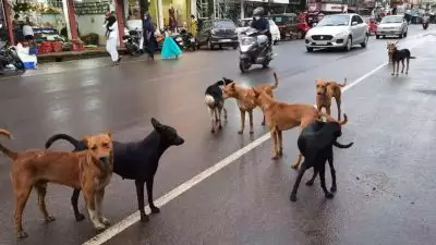 പേവിഷ പ്രതിരോധ വാക്‌സിന്‍ യജ്ഞം ഇന്ന് മുതല്‍