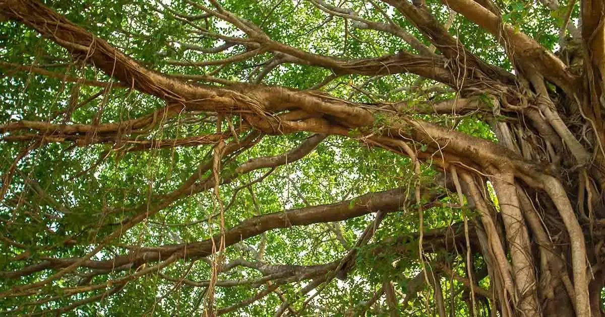 ശുദ്ധി വേണമെന്ന് പറഞ്ഞ് അടിവസ്ത്രം വരെ അഴിപ്പിച്ച് ആല്മരത്തില് കയറ്റി; അതിഥി തൊഴിലാളികളെ കബളിപ്പിച്ച് പണവും ഫോണുമായി മലയാളി മുങ്ങി