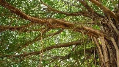 ശുദ്ധി വേണമെന്ന് പറഞ്ഞ് അടിവസ്ത്രം വരെ അഴിപ്പിച്ച് ആല്‍മരത്തില്‍ കയറ്റി; അതിഥി തൊഴിലാളികളെ കബളിപ്പിച്ച് പണവും ഫോണുമായി മലയാളി മുങ്ങി