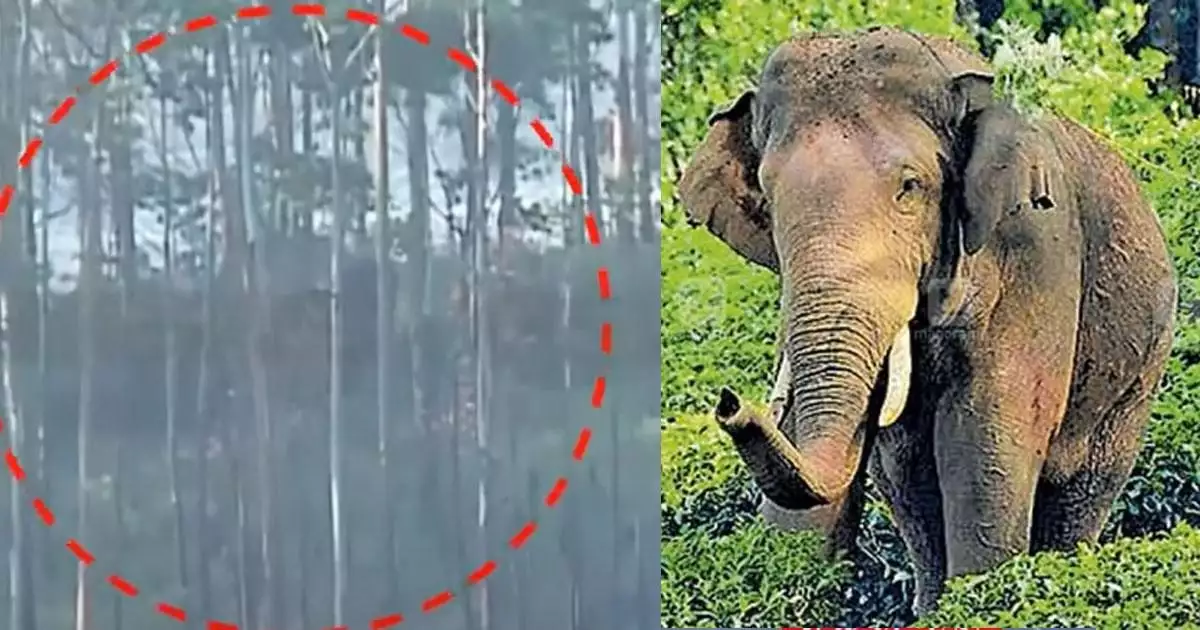 അരിക്കൊമ്പനെ വളഞ്ഞ് ദൗത്യസംഘം; എങ്ങോട്ട് മാറ്റുമെന്ന് പറയാതെ വനം വകുപ്പ്