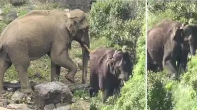 അരിക്കൊമ്പൻ കേരളത്തിലോ തമിഴ്നാട്ടിലോ?; പ്രചാരണങ്ങൾ തള്ളി തമിഴ്നാട് വനം വകുപ്പ്; പുതിയ ദൃശ്യങ്ങൾ പുറത്ത് വിട്ടു