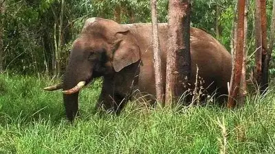 അരിക്കൊമ്പനെ തിരികെ എത്തിക്കണമെന്ന് ആവശ്യപ്പെട്ട് സംസ്ഥാനത്ത്  പ്രതിഷേധ പരിപാടികള്‍ക്കൊരുങ്ങി ഒരു കൂട്ടര്‍