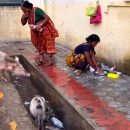 കാന്റീനോട് ചേർന്ന് അലഞ്ഞുനടക്കുന്ന പന്നികൾ, വൃത്തിഹീനമായ ഓട; 48 മണിക്കൂറിനുള്ളിൽ 31 രോഗികൾ മരിച്ച സർക്കാർ ആശുപത്രിയിലെ ദൃശ്യങ്ങൾ ഞെട്ടിപ്പിക്കുന്നത്