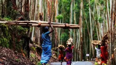 പ്രതിഷേധം കത്തി; വനത്തില്‍ യൂക്കാലി നടാനുള്ള നീക്കം ഉപേക്ഷിച്ചു; മുറിക്കാന്‍ മാത്രം അനുമതി; കാടിന് ദയാവധം നല്‍കാനുള്ള വനംവകുപ്പ് ശ്രമം പൊളിഞ്ഞു