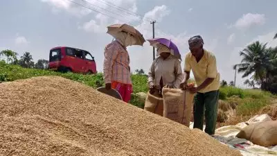 നെല്ല് സംഭരിച്ചതില്‍ കേന്ദ്രസര്‍ക്കാര്‍ കേരളത്തിന് നല്‍കാനുള്ളത് 1079 കോടി; രണ്ടാം വിളവെടുപ്പില്‍ സംസ്ഥാനത്ത് സംഭരിച്ചത് 5,34,215.86 മെട്രിക് ടണ്‍ നെല്ല്