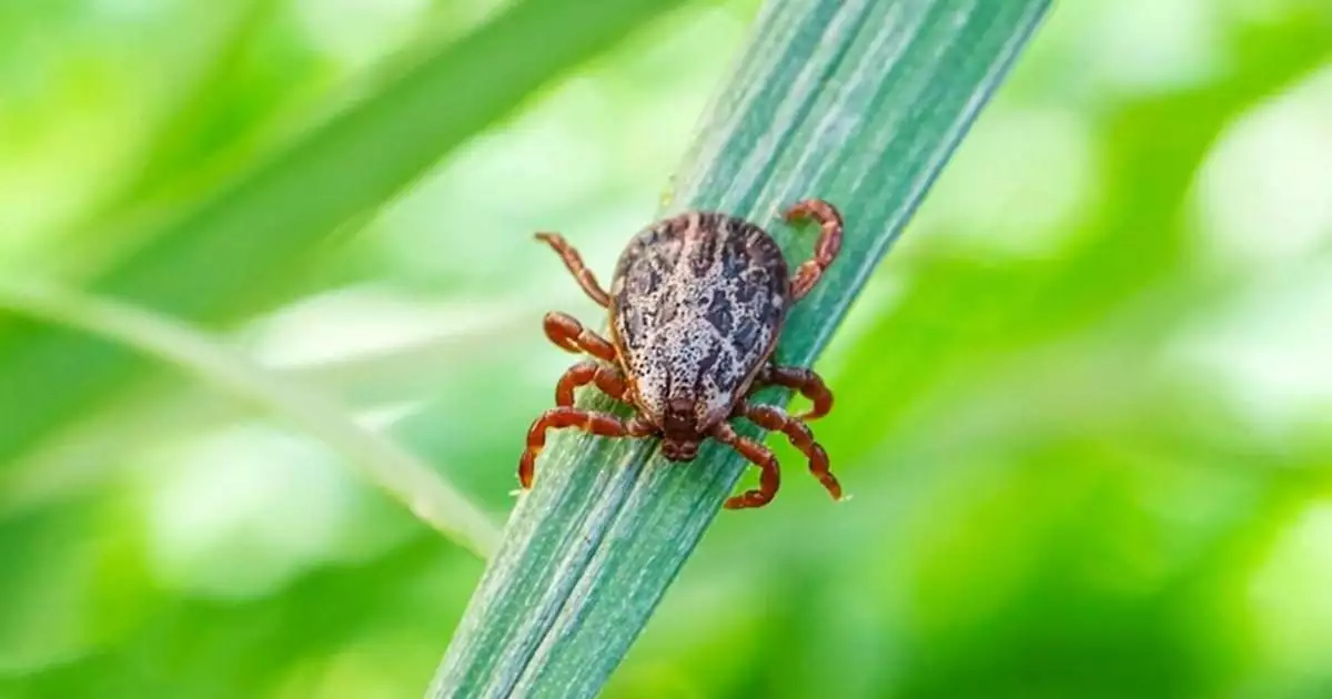 ഭീഷണിയായി ചെള്ളുപനിയും; രോഗബാധിതരുടെ എണ്ണം കൂടുന്നു, തൊഴിലുറപ്പ് തൊഴിലാളികള്ക്ക് ജാഗ്രതാ നിര്ദ്ദേശം
