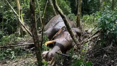 ഏറ്റുമുട്ടലില്‍ പരിക്കേറ്റ മുറിവാലന്‍ കൊമ്പന്‍ ചിന്നക്കനാലില്‍ ചരിഞ്ഞു; ജീവനെടുത്തത് ചക്കക്കൊമ്പന്റെ ആക്രമണം