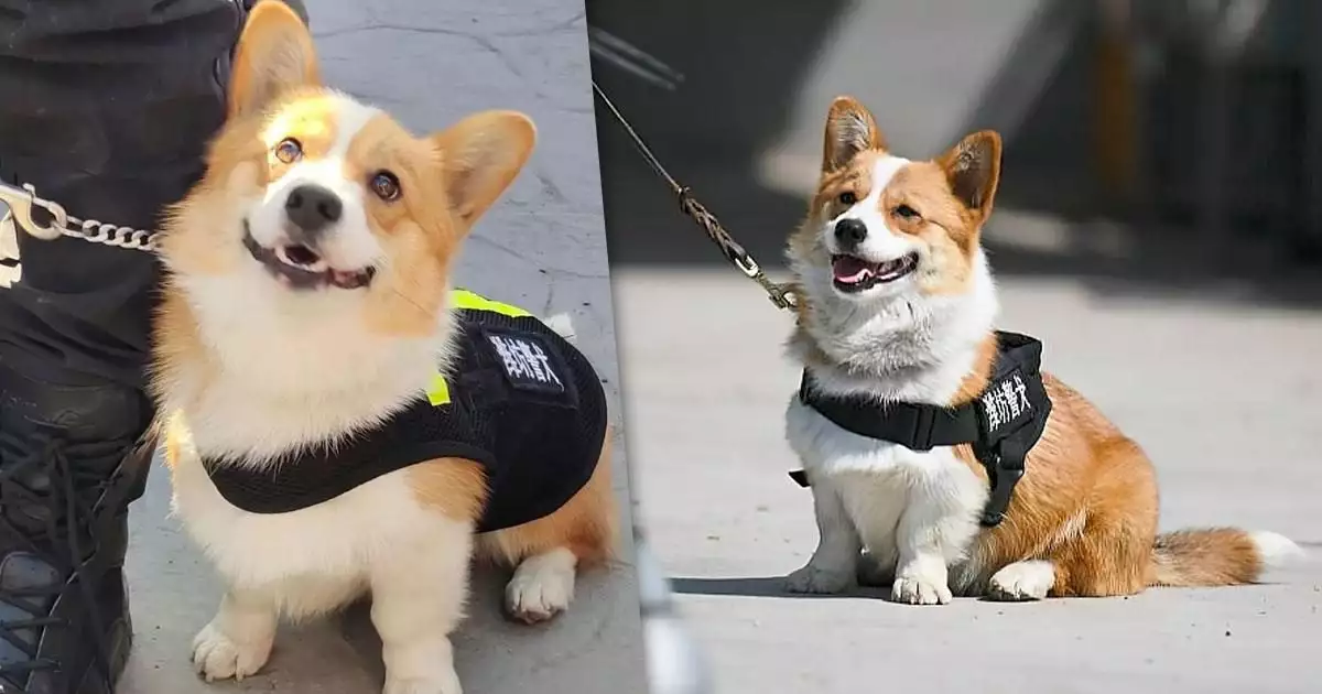 'ജോലിസമയത്ത് ഉറങ്ങി, പാത്രത്തിൽ മൂത്രമൊഴിച്ചു'; പൊലീസ് നായ 'ഫുസായി'യുടെ ബോണസ് തടഞ്ഞു