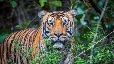 വയനാട്ടിൽ തിരച്ചിലിനിടെ ദൗത്യ സംഘത്തിന് നേരെ കടുവ ആക്രമണം; ആർ ആർ ടി അംഗത്തിന് പരിക്കേറ്റു