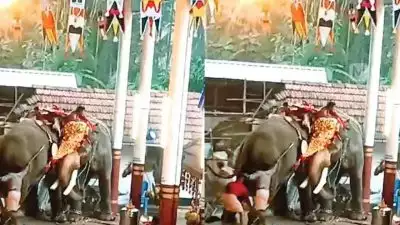 'ആന മദപ്പാടിലായിരുന്നു, പടക്കം പൊട്ടിച്ചതും ആനകളുടെ കാലിൽ ചങ്ങല ഇല്ലാതിരുന്നതും അപകടത്തിന് വഴി വെച്ചു'; കൊയിലാണ്ടിയിൽ ആന ഇടഞ്ഞ സംഭവത്തിൽ അന്തിമ റിപ്പോർട്ട് സമർപ്പിച്ചു