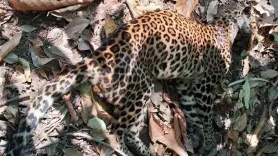 മുണ്ടക്കയത്ത് പുരയിടത്തില്‍ പുലി ചത്ത നിലയില്‍