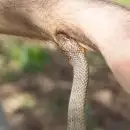 സംസ്ഥാനത്ത് പാമ്പുകടി കേസുകൾ കൂടുന്നു; ഇന്നലെ മാത്രം കടിയേറ്റ് ആംബുലൻസ് സഹായം തേടിയത് 23 പേർ