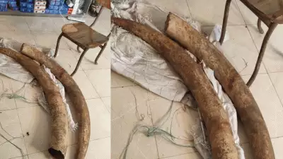മലപ്പുറത്ത് ആനക്കൊമ്പുകള്‍ പിടിച്ചെടുത്തു; ഇലക്ട്രോണിക് കടയില്‍ നിന്ന് ആനക്കൊമ്പുകള്‍ പിടിച്ചെടുത്തത് വില്‍ക്കാന്‍ ശ്രമിക്കുന്നതിനിടെ