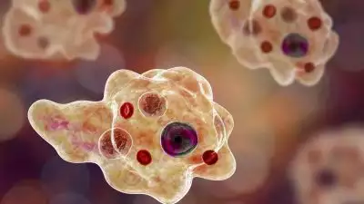 കൊച്ചിയിൽ അഞ്ച് കുട്ടികൾക്ക് മസ്തിഷ്ക ജ്വരം; മൂന്ന് വിദ്യാർഥികൾക്ക് രോഗലക്ഷണങ്ങൾ