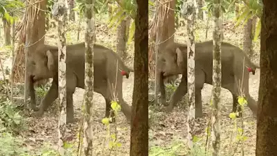 ജനവാസ മേഖലയിലിറങ്ങിയ കുട്ടി ആനയെ മയക്കുവെടിവച്ചു; വിദഗ്ധ ചികിത്സ നല്‍കുമെന്ന് വനം വകുപ്പ്