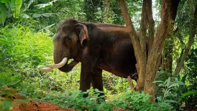 അട്ടപ്പാടിയിലെ കാട്ടാന ആക്രമണം; പരിക്കേറ്റയാൾ മരിച്ചു