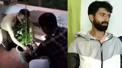 വാടക വീടിന്റെ ടെറസിൽ കഞ്ചാവ് കൃഷി, അക്കൗണ്ട് ജനറൽ ഓഫീസ് ഉദ്യോഗസ്ഥൻ പിടിയിൽ