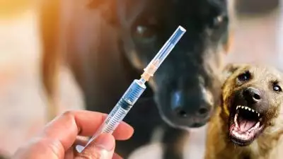 കുത്തിവെയ്‌പ്പെടുത്തിട്ടും പേവിഷ ബാധയുടെ കാരണം!