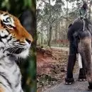 ആളെക്കൊല്ലി കടുവയെ പിടികൂടാനെത്തിയ കുങ്കിയാന ഇടഞ്ഞു; പാപ്പാന്‍ ആശുപത്രിയില്‍; കാളികാവില്‍ ജനരോഷം; പ്രതിരോധിക്കാനാവാതെ വനംവകുപ്പ് പ്രതിസന്ധിയില്‍