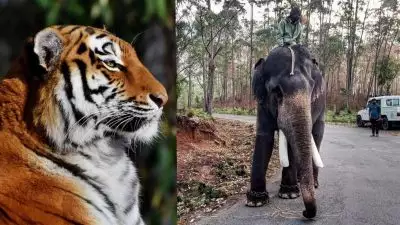 ആളെക്കൊല്ലി കടുവയെ പിടികൂടാനെത്തിയ കുങ്കിയാന ഇടഞ്ഞു; പാപ്പാന്‍ ആശുപത്രിയില്‍; കാളികാവില്‍ ജനരോഷം; പ്രതിരോധിക്കാനാവാതെ വനംവകുപ്പ് പ്രതിസന്ധിയില്‍