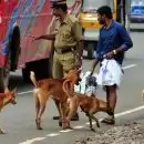 'റാബീസ് കേസുകള്‍ ക്രമാതീതമായി ഉയരും, തെരുവ് നായ്ക്കളുടെ എണ്ണം കുറക്കണം'; മുന്നറിയിപ്പുമായി ഇന്ത്യന്‍ വെറ്ററിനറി അസോസിയേഷന്‍