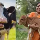 പശുക്കള്‍ക്ക് ആംബുലന്‍സുകള്‍; മൊബൈല്‍ സര്‍ജറി യൂണിറ്റുകള്‍; ഇന്‍ഷുറന്‍സ് പദ്ധതി; ഗോക്കളുടെ ചികിത്സയ്ക്കായി ഓണ്‍ലൈന്‍ ഒപി ടിക്കറ്റ്; മാറ്റങ്ങള്‍ പ്രഖ്യാപിച്ച് മന്ത്രി ജെ ചിഞ്ചുറാണി