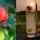 ഫെനി ഗോവയില്‍ മാത്രമല്ല ഇനി കണ്ണൂരും ലഭിക്കും; കശുമാങ്ങ മദ്യത്തിന് നിയമസഭാ സബ്ജക്ട് കമ്മിറ്റിയുടെ അനുമതി