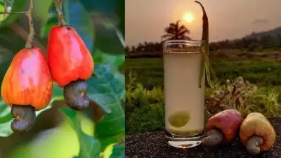 ഫെനി ഗോവയില്‍ മാത്രമല്ല ഇനി കണ്ണൂരും ലഭിക്കും; കശുമാങ്ങ മദ്യത്തിന് നിയമസഭാ സബ്ജക്ട് കമ്മിറ്റിയുടെ അനുമതി