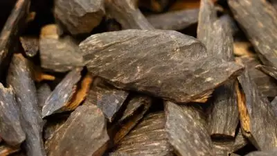 ലോകത്തിലെ ഏറ്റവും വിലയേറിയ മരം; വില സ്വർണ്ണത്തേക്കാളും വെള്ളിയേക്കാളും കൂടുതൽ