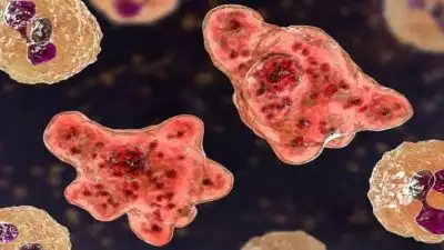 സംസ്ഥാനത്ത് വീണ്ടും അമീബിക് മസ്തിഷക ജ്വരം; മലപ്പുറത്ത് 10 വയസുകാരന് രോഗം സ്ഥിരീകരിച്ചു