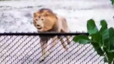 വ​ണ്ട​ല്ലൂ​ര്‍ മൃ​ഗ​ശാ​ല​യി​ല്‍ നിന്ന് കാ​ണാ​താ​യ സിം​ഹം തനിയെ തി​രി​ച്ചെ​ത്തി