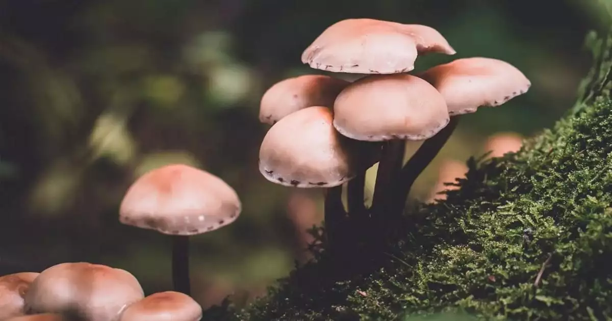 അമ്പൂരിയിൽ കൂൺ കഴിച്ച ഒരു കുടുംബത്തിലെ ആറുപേര് ആശുപത്രിയിൽ; മൂന്ന് പേരുടെ നില ഗുരുതരം