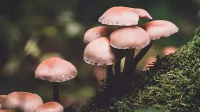 അമ്പൂരിയിൽ കൂൺ കഴിച്ച ഒരു കുടുംബത്തിലെ ആറുപേര്‍ ആശുപത്രിയിൽ; മൂന്ന് പേരുടെ നില ഗുരുതരം