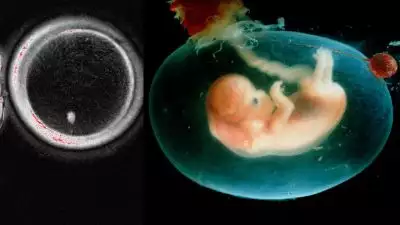 'ഇനി കുഞ്ഞുണ്ടാവാൻ ആണ് തന്നെ വേണമെന്നില്ല'; ചർമ കോശത്തിൽ നിന്ന് ഭ്രൂണ നിർമാണം നടത്തി ശാസ്ത്രജ്‌ഞർ