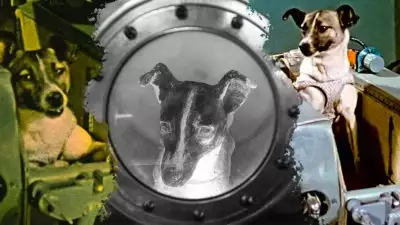 മനുഷ്യനെ വിശ്വസിച്ച് ജീവൻ ത്യജിക്കേണ്ടി വന്ന 'ലൈക'; ഭൂമിയിൽ നിന്ന് ശൂന്യാകാശത്ത് എത്തിയ ആദ്യത്തെ ജീവി