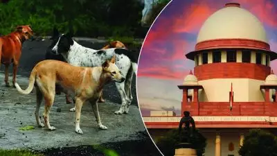'പൊതുവിടങ്ങളിൽ നിന്നും തെരുവുനായ്ക്കളെ മാറ്റണം'; സുപ്രധാന ഉത്തരവുമായി സുപ്രീം കോടതി, സംസ്ഥാന സർക്കാർ നടപടി എടുക്കണമെന്ന് നിർദേശം