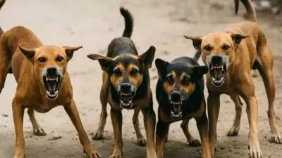 'തെരുവുനായ കടിച്ചാൽ 3500 നഷ്ടപരിഹാരം, പേ വിഷബാധ, മരണം എന്നിവയ്ക്ക് 5 ലക്ഷം'; പുത്തൻ പ്രഖ്യാപനവുമായി കർണാടക സർക്കാർ