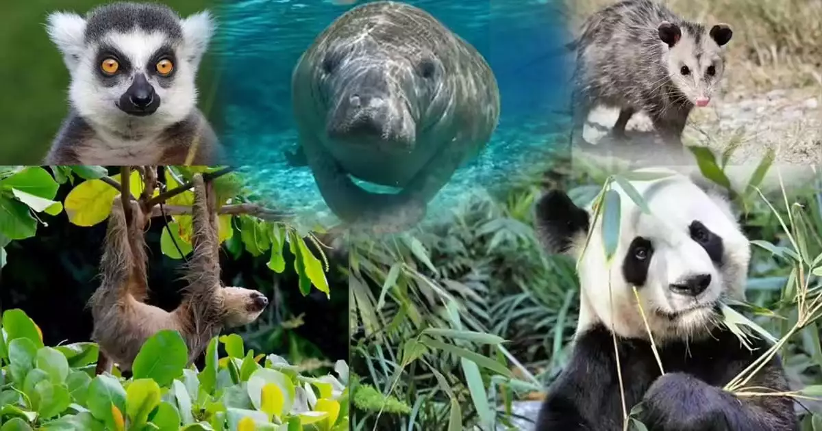 ഉറക്കവും മടിയുമാണ് ഇവരുടെ മെയിൻ; ലോകത്തിലെ ഏറ്റവും മടിയന്മാരായ മൃഗങ്ങൾ