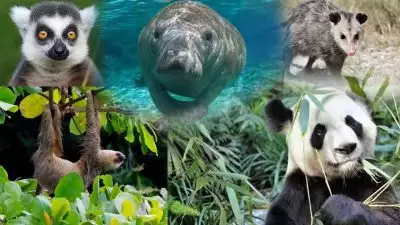 ഉറക്കവും മടിയുമാണ് ഇവരുടെ മെയിൻ; ലോകത്തിലെ ഏറ്റവും മടിയന്മാരായ മൃഗങ്ങൾ