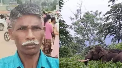 കടുവ സെന്‍സസിനിടെ കാട്ടാന ആക്രമണം; വനംവകുപ്പ് ജീവനക്കാരന്‍ കൊല്ലപ്പെട്ടു