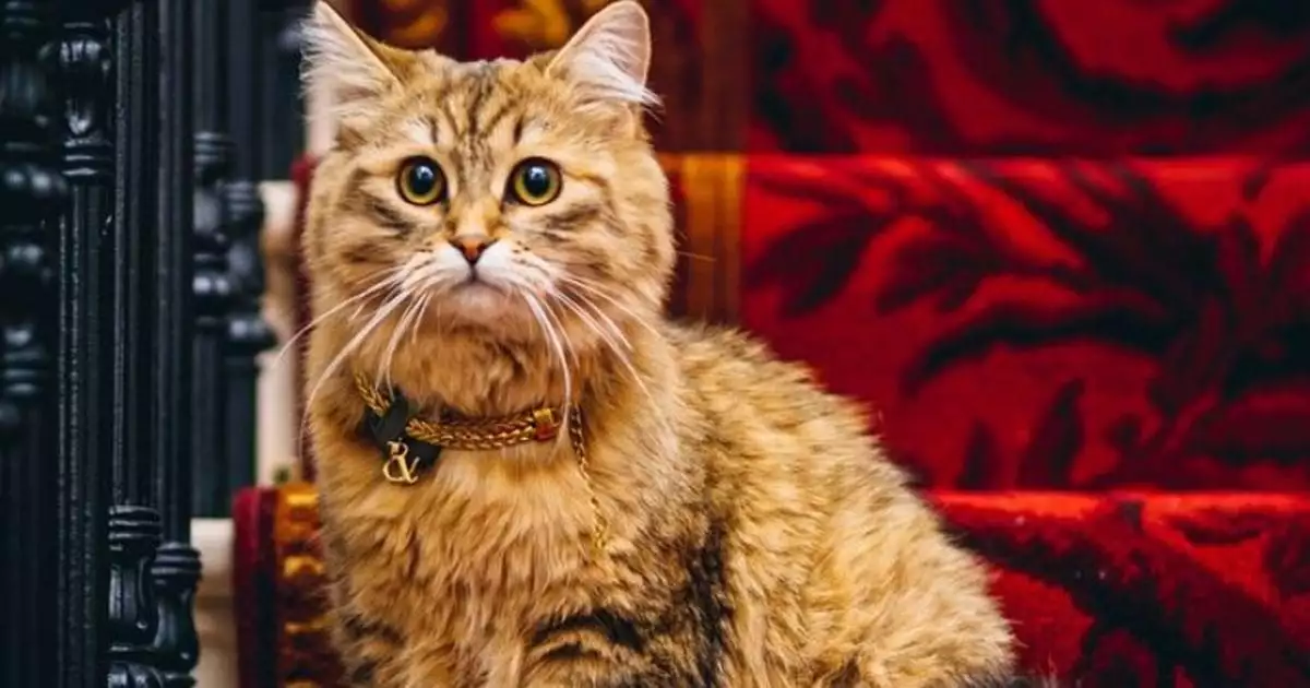 കഴുത്തിൽ സ്വർണചെയിൻ; കഴിക്കാൻ കാവിയർ; 'ലിലിബെറ്റ്' വെറുമൊരു പൂച്ചയല്ല