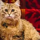 കഴുത്തിൽ സ്വർണചെയിൻ; കഴിക്കാൻ കാവിയർ; 'ലിലിബെറ്റ്' വെറുമൊരു പൂച്ചയല്ല