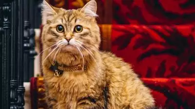 കഴുത്തിൽ സ്വർണചെയിൻ; കഴിക്കാൻ കാവിയർ; 'ലിലിബെറ്റ്' വെറുമൊരു പൂച്ചയല്ല