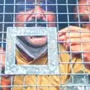 മുട്ടിൽ മരം മുറി കേസ്; പ്രതികള്‍ക്ക് തിരിച്ചടി, ഈട്ടിത്തടികള്‍ കണ്ടുകെട്ടിയ നടപടി വയനാട് ജില്ലാ കോടതി ശരിവച്ചു