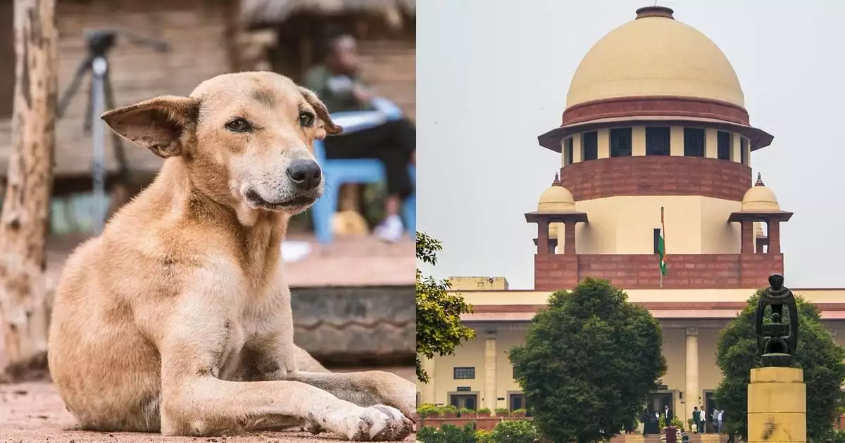 'കടിക്കാതിരിക്കാൻ നായകള്ക്ക് കൗൺസിലിംഗ് നൽകാം, അതുമാത്രമാണ് ഇനി ബാക്കി'; തെരുവുനായ വിഷയത്തിൽ മൃഗസ്നേഹികളെ പരിഹസിച്ച് സുപ്രീം കോടതി