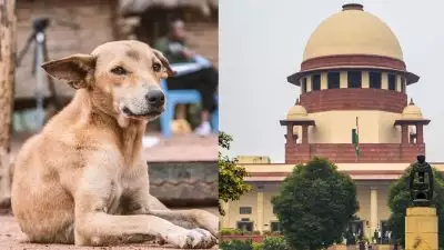 'കടിക്കാതിരിക്കാൻ നായകള്‍ക്ക് കൗൺസിലിംഗ് നൽകാം, അതുമാത്രമാണ് ഇനി ബാക്കി'; തെരുവുനായ വിഷയത്തിൽ മൃ​ഗസ്നേഹികളെ പരിഹസിച്ച് സുപ്രീം കോടതി