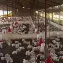 വിവാഹ ഘോഷയാത്രയ്ക്കിടെയുള്ള ഡിജെ സംഗീതം കേട്ട് 140 കോഴികൾ ചത്തു; മരണകാരണം ഹൃദയാഘാതം; ഡിജെക്കെതിരെ കേസെടുത്ത് പൊലീസ്